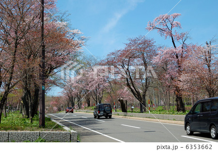 登別桜並木の写真素材