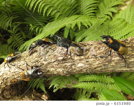 綺麗で美しいラコダールツヤクワガタ　スペクタビリスツヤクワガタ　ルデキンツヤクワガタ　ダールマン 6353980