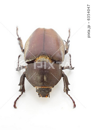 カブトムシ(雌)正面俯瞰 カブトムシ(雌)正面俯瞰 6354047