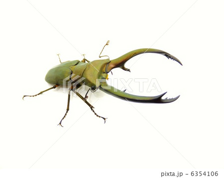 エラフスホソアカクワガタ 白バック背景 エラフスホソアカクワガタ 白バック背景 6354106