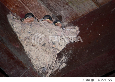 ツバメの巣とヒナ 6354155