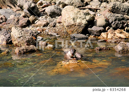 魚を食べるコツメカワウソ 6354268