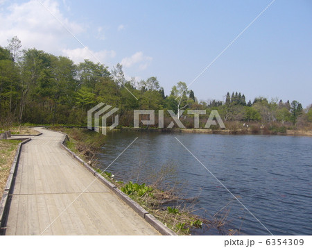 いもり池の春 6354309