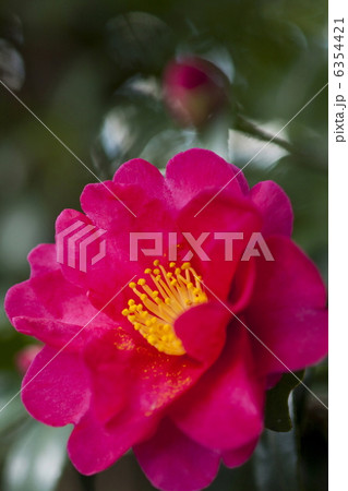 山茶花 6354421