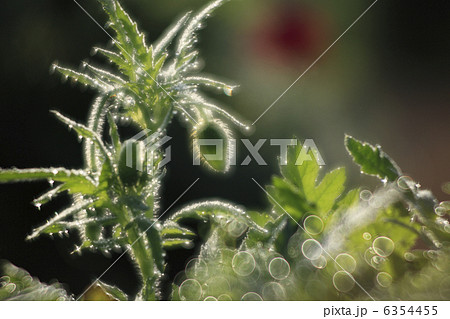 朝露に輝く　ポピーの蕾　ラインライトと丸ボケ 6354455