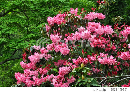 シャクナゲ 6354547