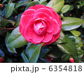 椿 6354818