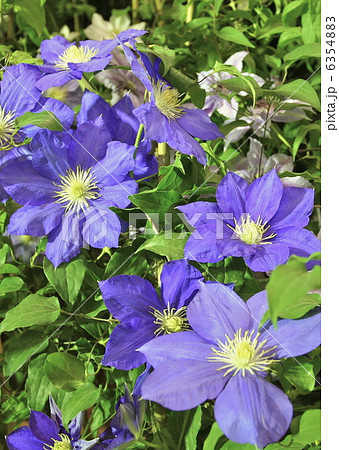 クレマチス　紫泉 6354883