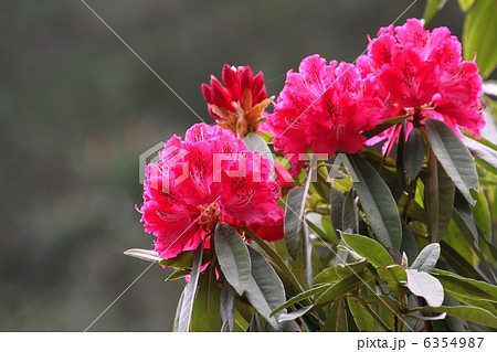 シャクナゲ 6354987