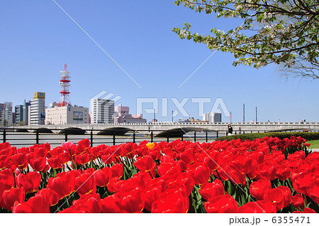 チューリップと万代橋 6355471