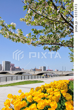 チューリップと万代橋 チューリップと万代橋 6355473