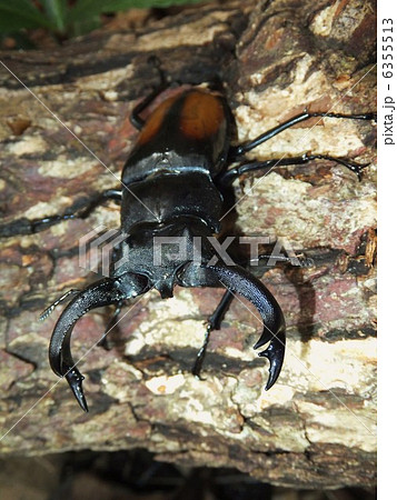 セアカフタマタクワガタ　森の木の上で 6355513
