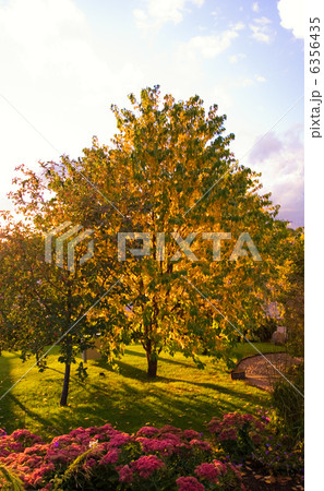 Autumn three Autumn three 6356435
