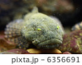 おこぜ 6356691