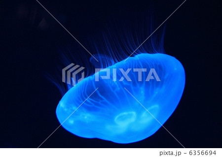 くらげ 6356694