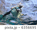 ペンギン 6356695