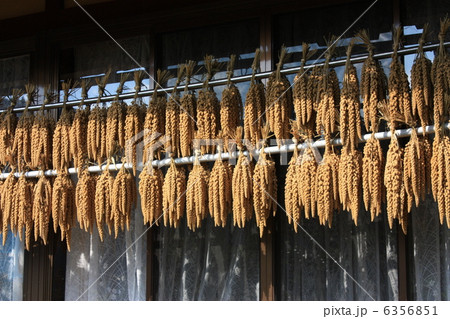 粟を干す 6356851