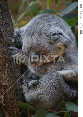 眠るコアラ 6357189