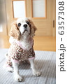 なにかくれる？？ 6357308