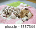 お休み中 6357309