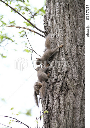 ニホンリス 6357353