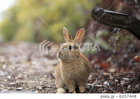 うさぎ 6357448