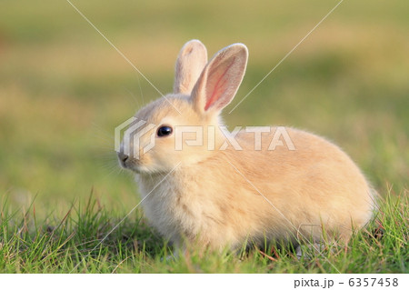 うさぎ 6357458
