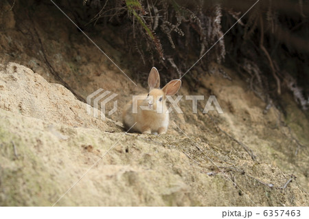 うさぎ 6357463