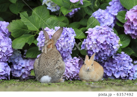 うさぎ うさぎ 6357492