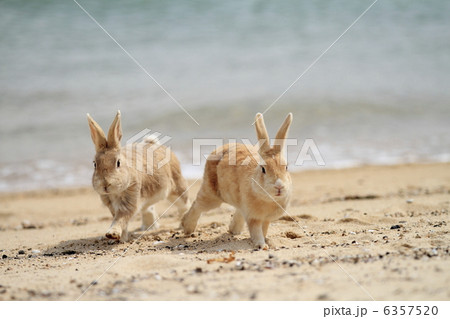 うさぎ 6357520