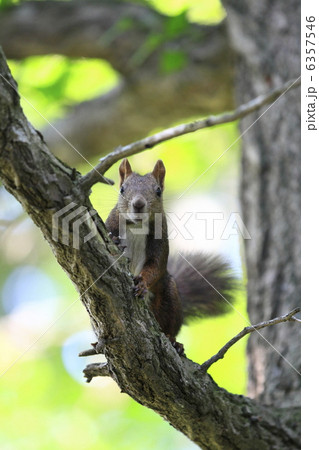 エゾリス エゾリス 6357546