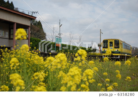 いすみ鉄道 菜の花 いすみ鉄道 菜の花 6358280