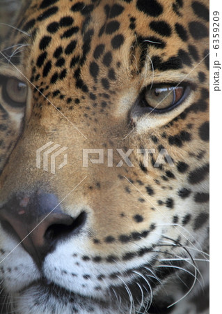 ジャガー 6359209