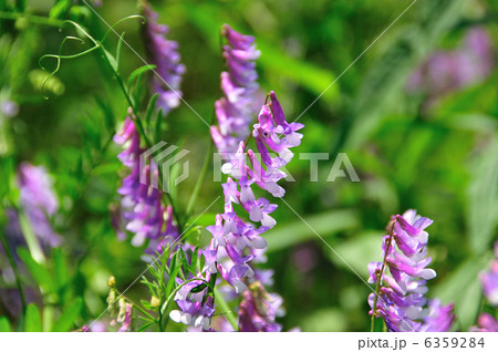 ナヨクサフジの花 6359284