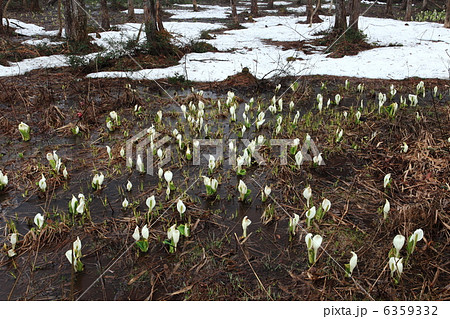 落倉自然園の水芭蕉 6359332