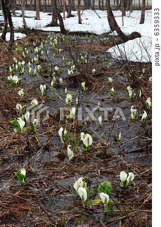 落倉自然園の水芭蕉 6359333