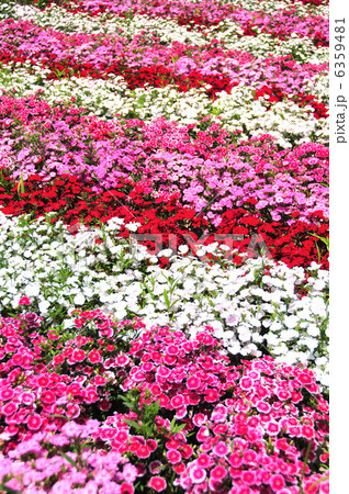 ナデシコの花畑 ナデシコの花畑 6359481