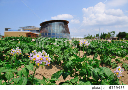 ジャガイモの花咲く新潟市食育・花育センター ジャガイモの花咲く新潟市食育・花育センター 6359483