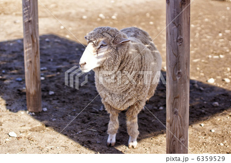 ヒツジ 6359529