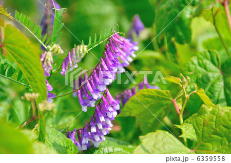 ナヨクサフジの花 ナヨクサフジの花 6359558