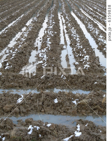 冬の田んぼ 6359838