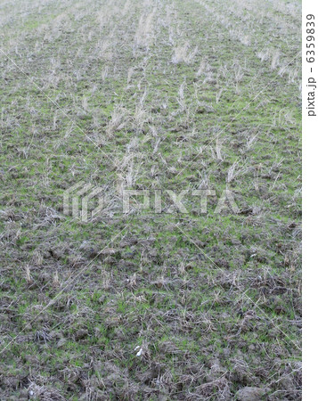 冬の田んぼ 6359839