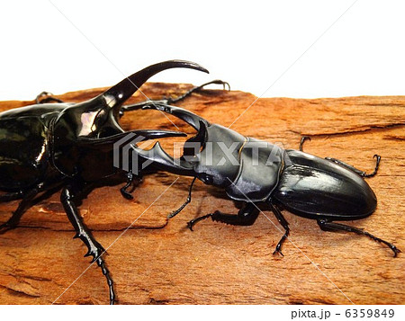 オオクワガタVSアトラスオオカブトの木の上での決闘　白バック 6359849