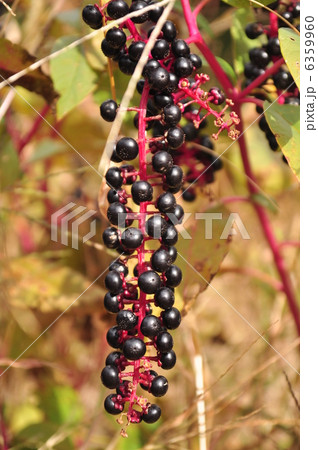 ヨウシュヤマゴボウ 6359960