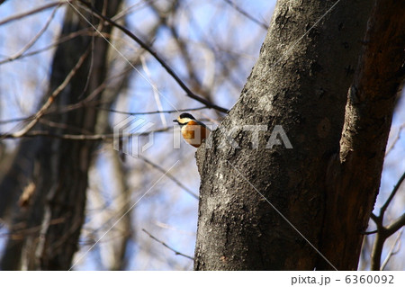 ヤマガラ 6360092