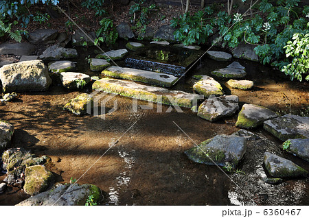 井の頭公園　湧水口 6360467