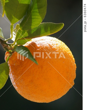 不知火：デコポン（樹成り） 6360474