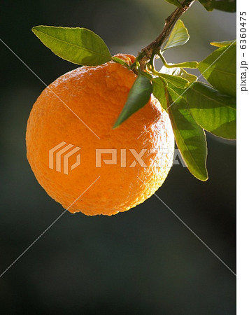 不知火：デコポン（樹成り） 6360475