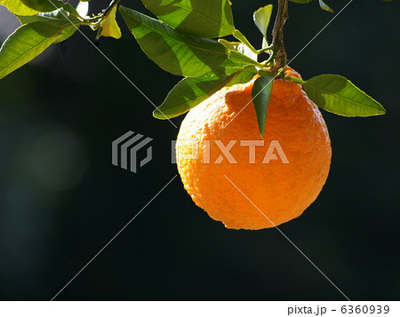 不知火：デコポン（樹成り） 6360939