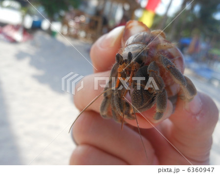 ヤドカリ 6360947